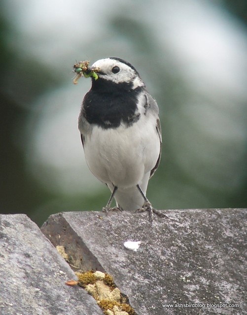 Pied Wagtail