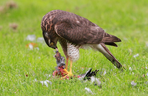 Sparrowhawk