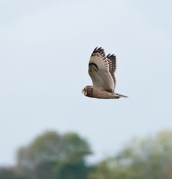 Short-eared Owl