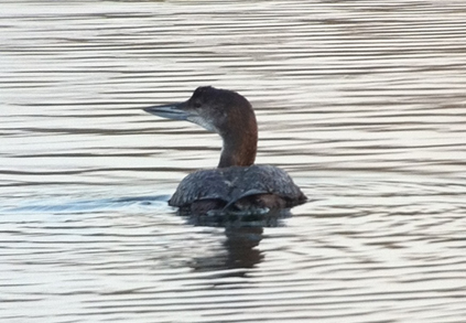 Great Northern Diver