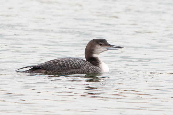 Great Northern Diver