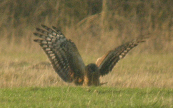 Hen Harrier