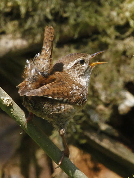 Wren