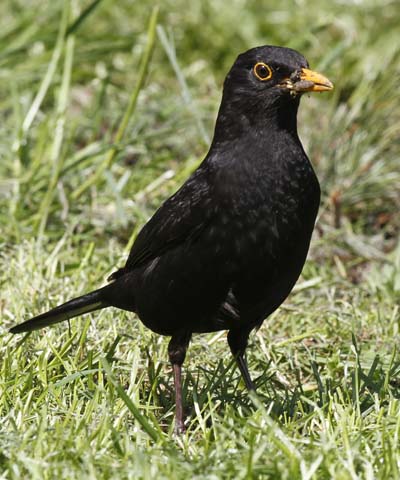 Blackbird