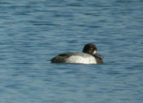 Scaup
