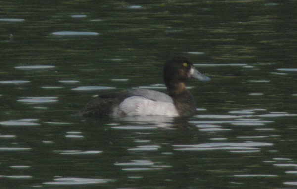 Scaup
