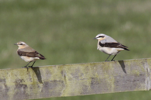 Wheatear