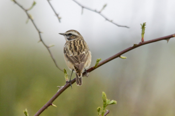 Whinchat