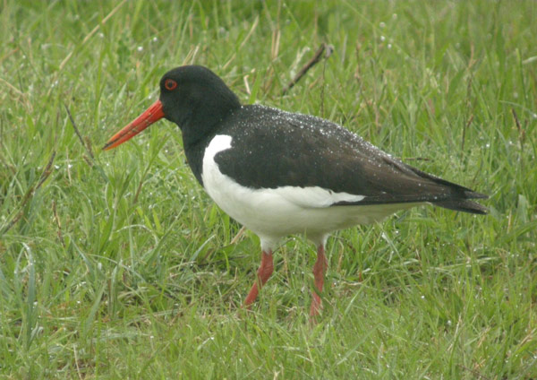 Photo of Oystercatcher at Gallows Bridge Farm, Gallows Bridge, Buckinghamshire. Taken by Tim Watts on 29th May 2013.