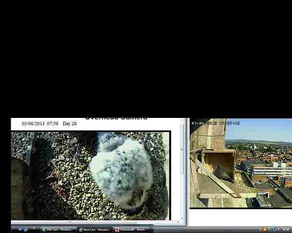 Photo of Peregrine. Taken by Sue Hetherington.