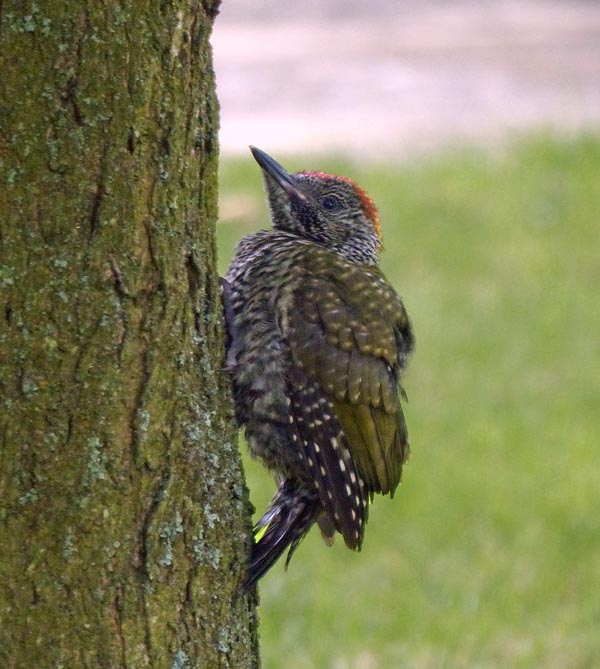 Green Woodpecker