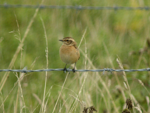 Photo of Whinchat at Quainton Hills, Buckinghamshire. Taken by Tim Watts on 19th September 2013.