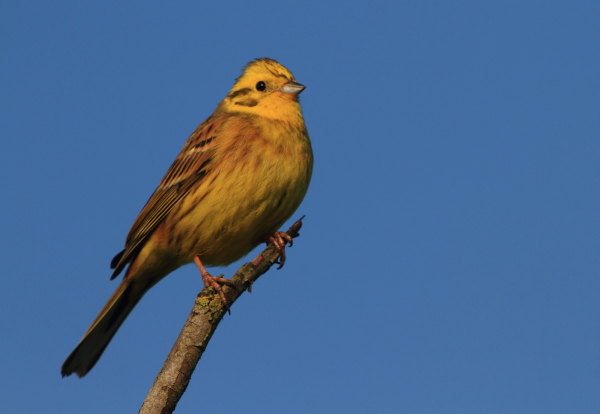 Yellowhammer