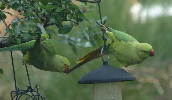 Ring-necked Parakeet