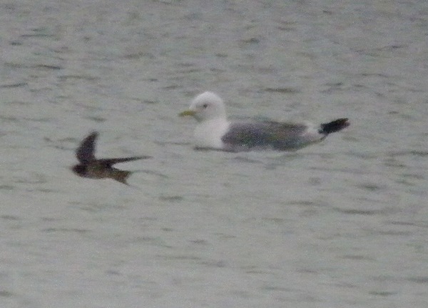 Kittiwake