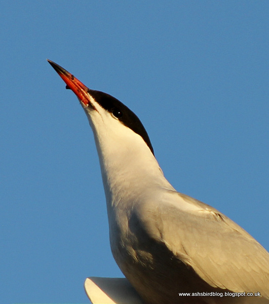 Common Tern