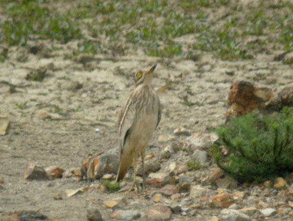Stone-curlew