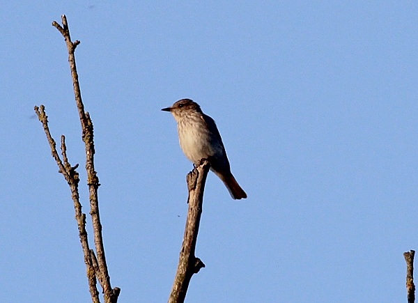 Spotted Flycatcher