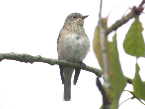 Spotted Flycatcher