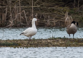 Seen on scrape on Saturday afternoon 05-03-2016 with 4 Canada Geese, I think it was a Ross's Goose. Can anyone confirm. NO SIGN OF A TAG OR RING