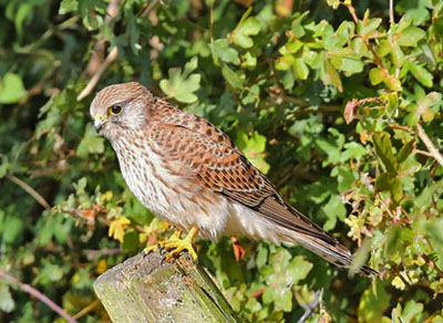 Kestrel