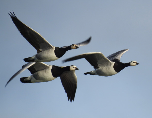 Barnacle Goose