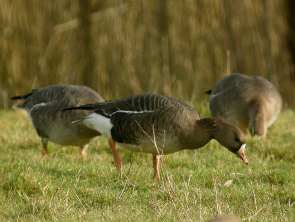 White-fronted Goose