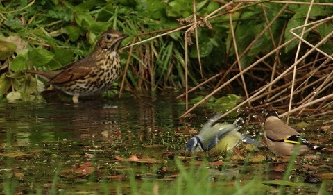 Song Thrush