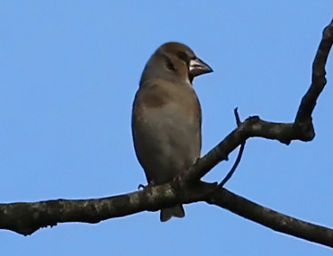 Hawfinch