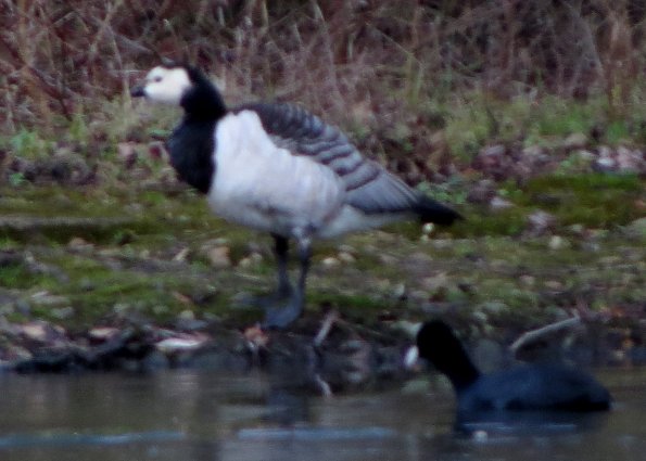 Barnacle Goose