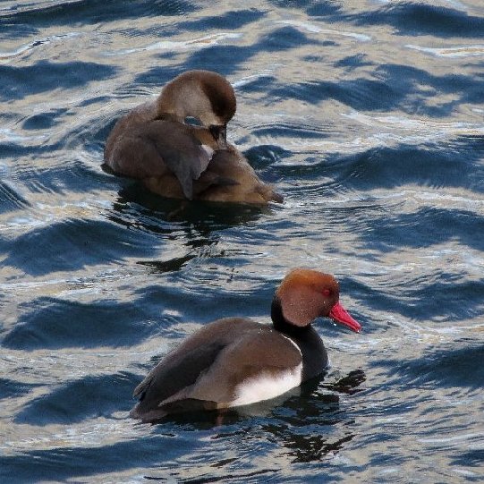 Red-crested Pochard