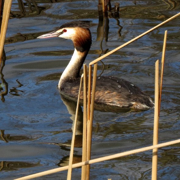 Great Crested Grebe