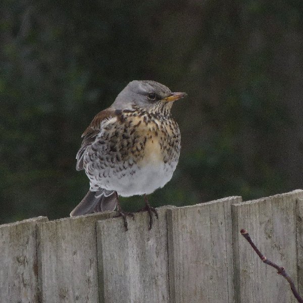 Fieldfare