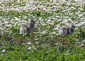 Barnacle Goose