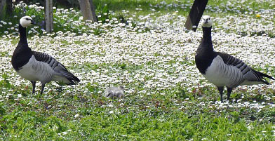 Barnacle Goose