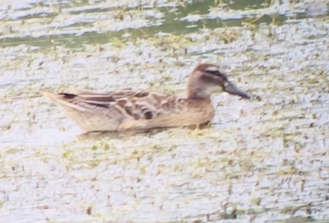 Garganey