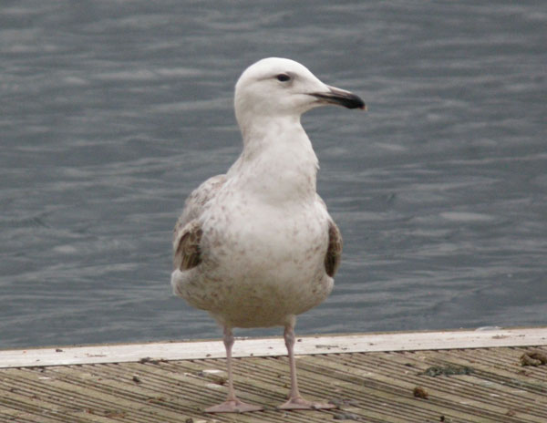 Caspian Gull