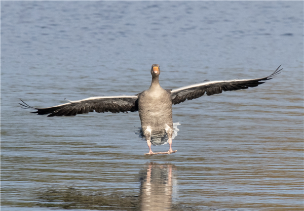 Greylag Goose