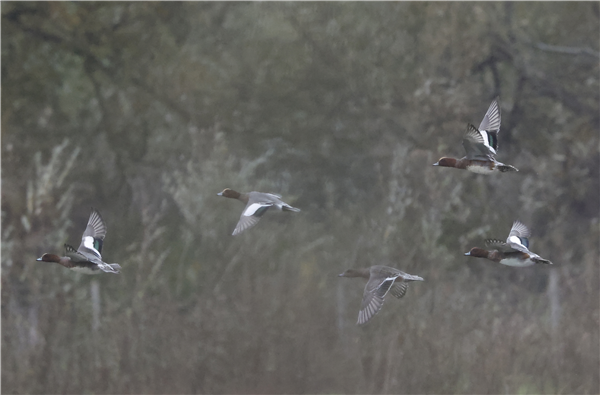 Wigeon