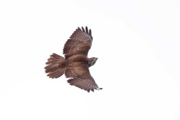 Buzzard