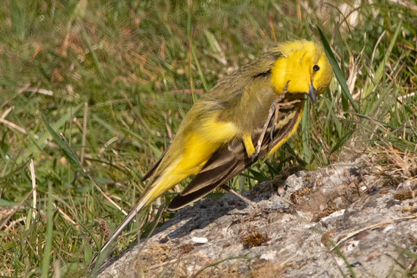 Yellow Wagtail