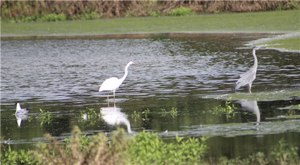 Great White Egret