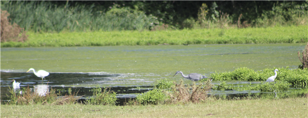 Great White Egret