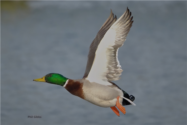 Mallard