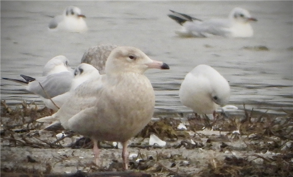 Glaucous Gull