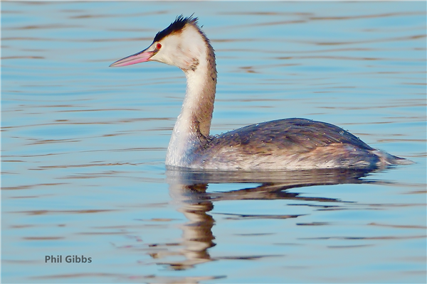 Great Crested Grebe