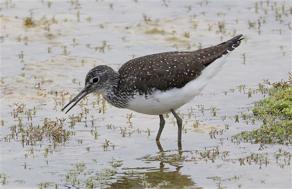 Green Sandpiper