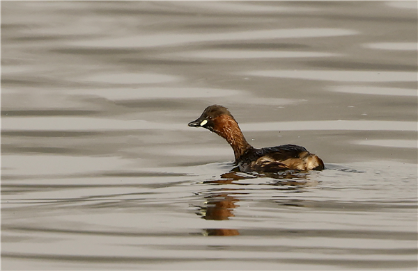 Little Grebe