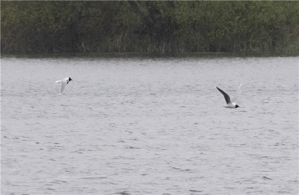 Little Gull