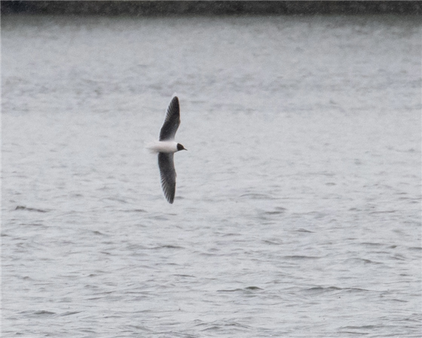 Little Gull